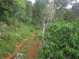 Part of Arboukir St Ann, St. Ann, Jamaica - Commercial/farm land for Sale